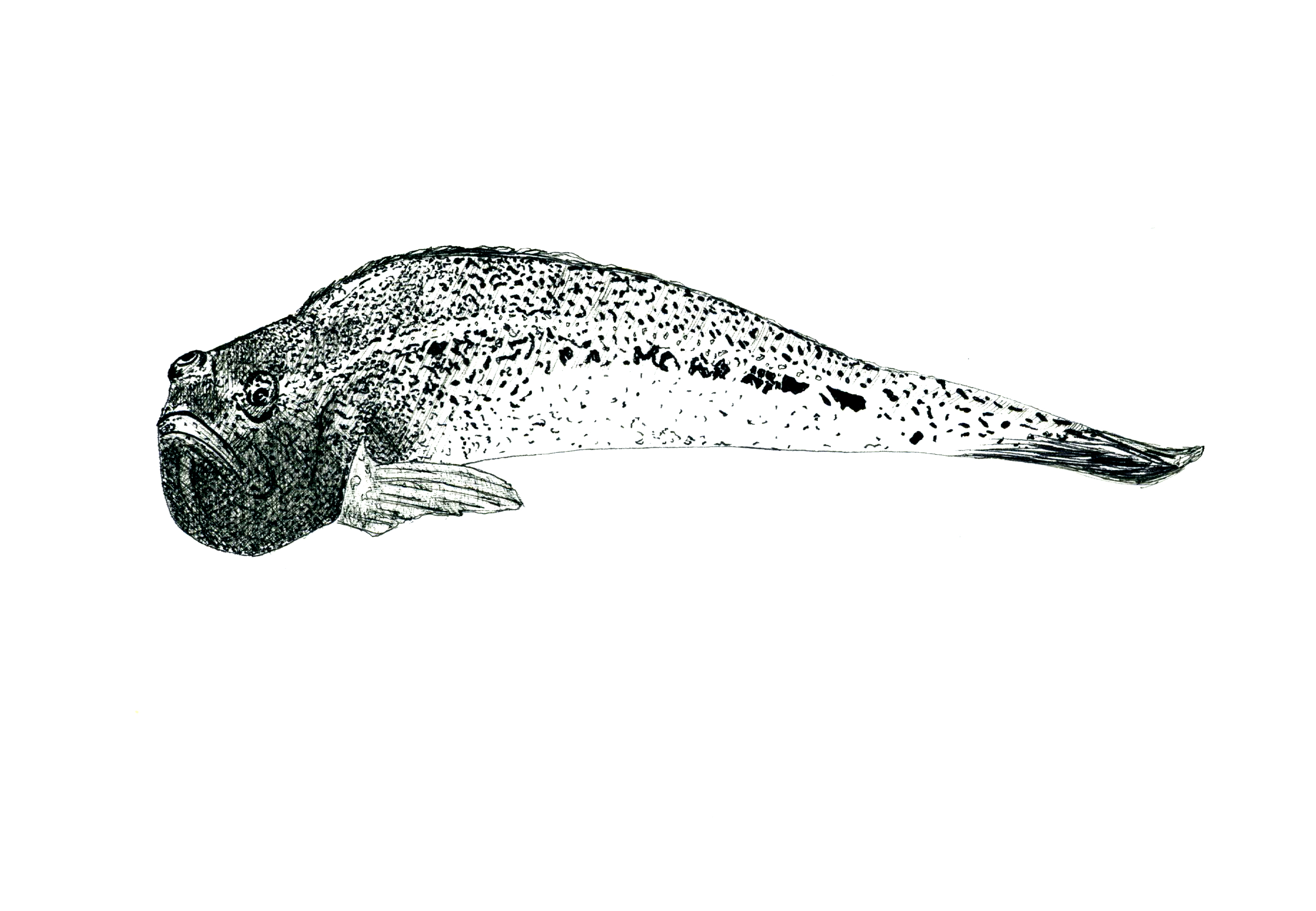 Especies peligrosas